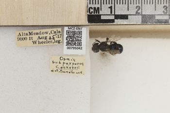 Media type: image;   Entomology 795042 Aspect: Labels